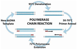 Polymerase-chain-reaction-PCR-is-an-amplification-based-technique-for-DNA-detection